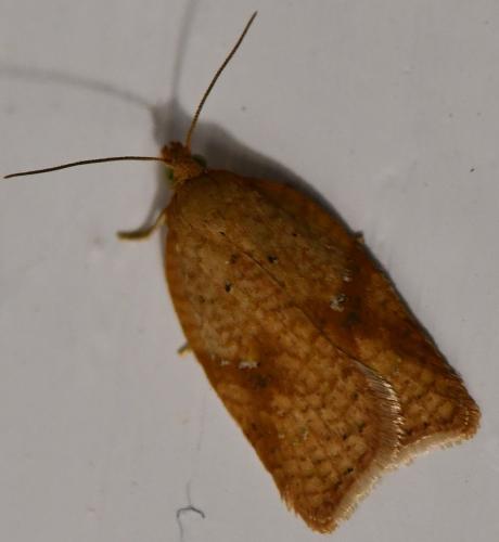 Réf. 349 124 : Acleris sp.